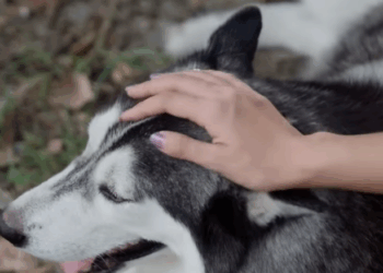 D2611059 ยแย แบบแก