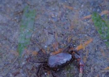 D1712064 ศาลเจ าแม ดำ EP1 part2