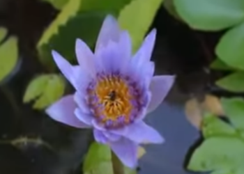 D1401322 คSอบคร วมXาภ ยต องเจOแบบน (หน งส น) สามโคกฟ part2