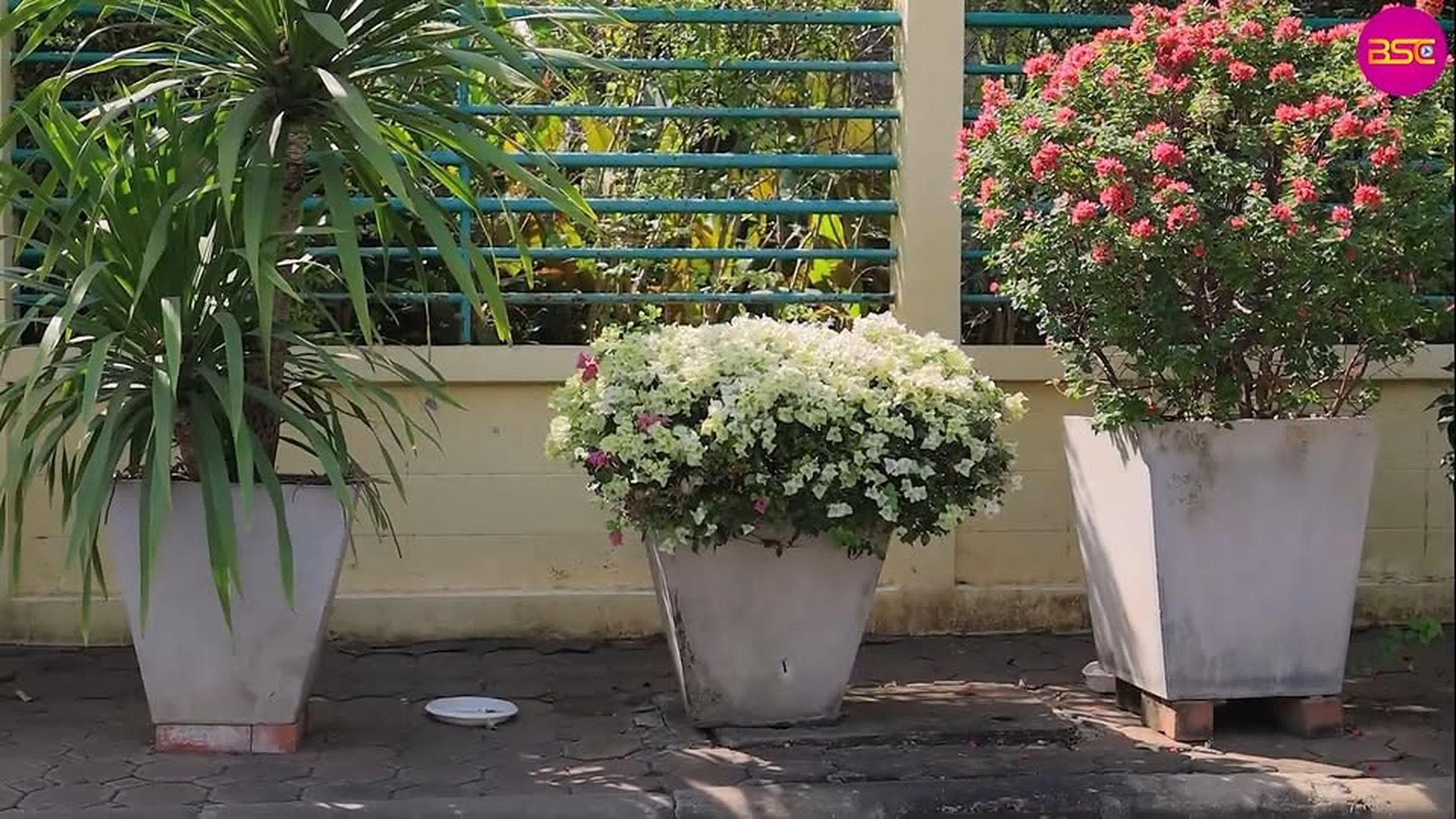 D0104060_น้ำแตงโมทิพย์ - หนังสั้น BSC Films_part2 | Delila Fee